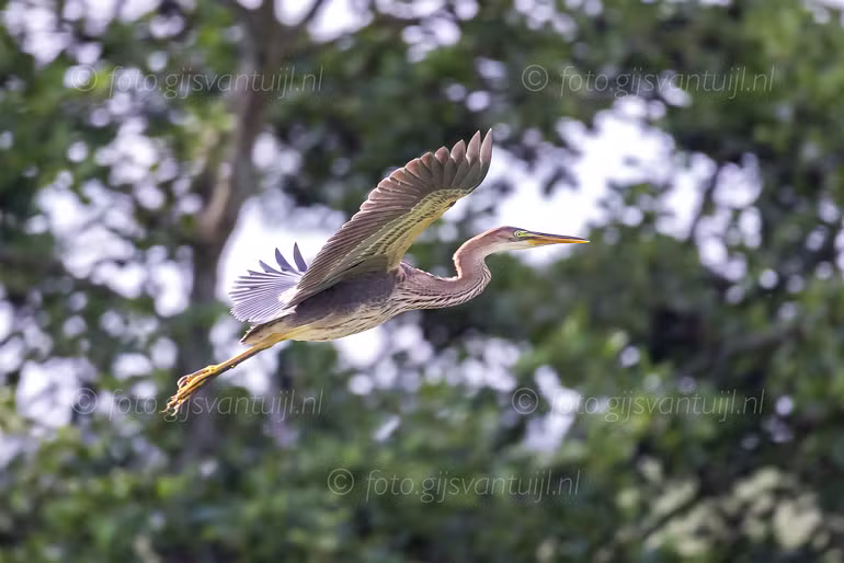 2025 07 22 Munnikenland oa Purperreiger